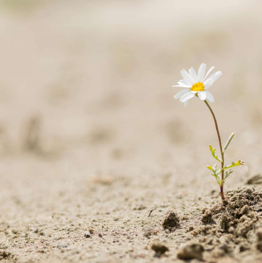 Adult Counselling Adult counselling for anxiety, trauma, burnout and life transitions, available online worldwide and in person in South Africa.